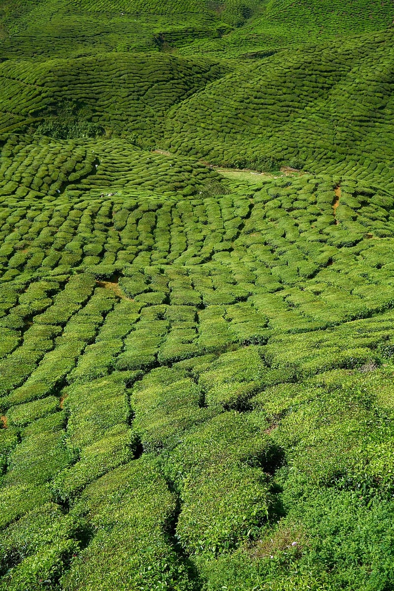 Vertical herb garden